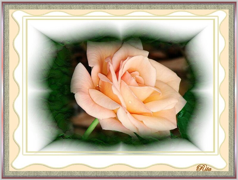 Pink Rose Flower — Serene, Photograph, Green Leaves, Stem