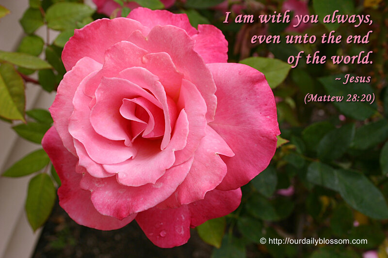 Pink Rose Flower — Serene, Photograph, Green Leaves, Text Overlay