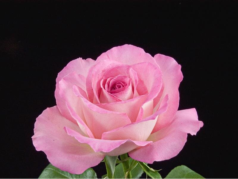 Pink Rose Flower — Serene, Photograph, Green Leaves