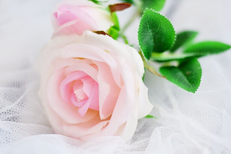Pink Rose Flower — Serene, Photograph, Green Leaves, White Fabric
