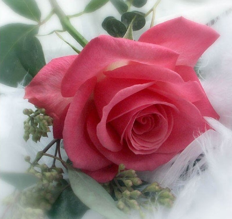 Pink Rose Flower — Serene, Photograph, Green Leaves, White Feathers