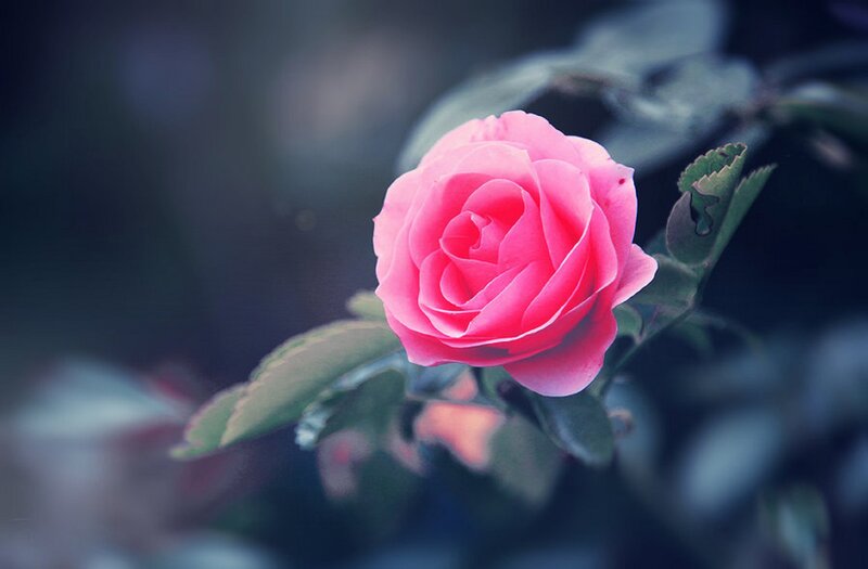 Pink Rose Flower — Serene, Photograph, Leaf, Bloom