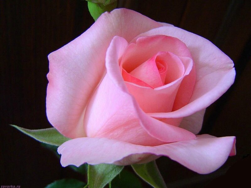 Pink Rose Flower — Serene, Photograph, Leaf, Bud