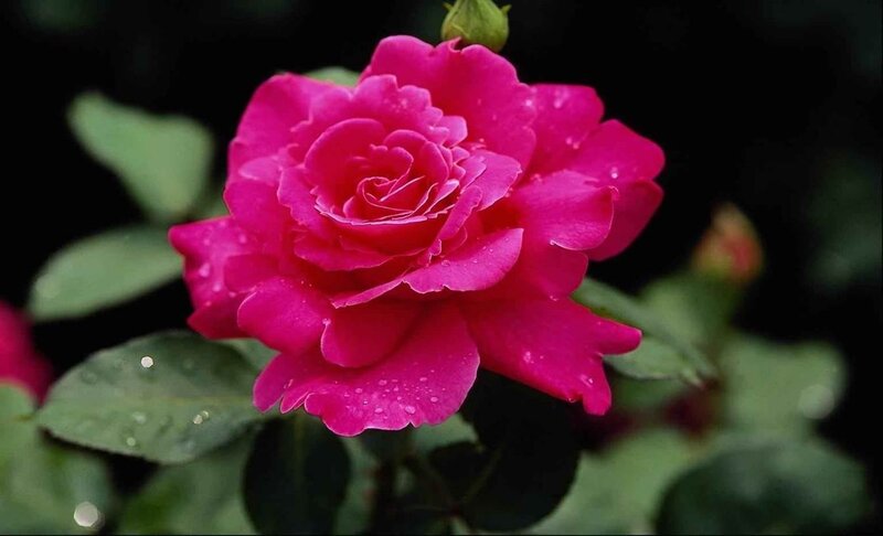 Pink Rose Flower — Serene, Photograph, Leaf, Bud, Water Droplet
