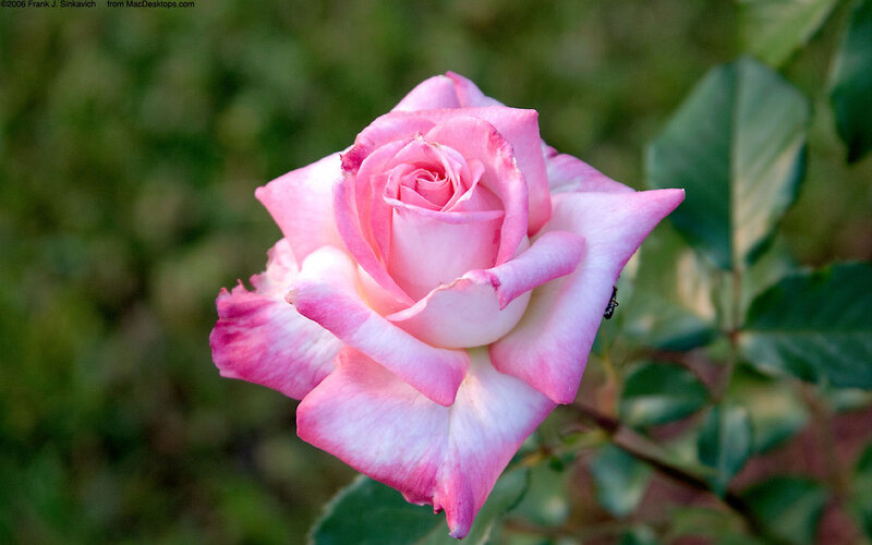 Pink Rose Flower — Serene, Photograph, Leaf, Bug