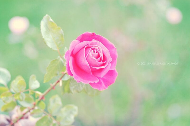 Pink Rose Flower — Serene, Photograph, Leaf, Stem, Background Bokeh