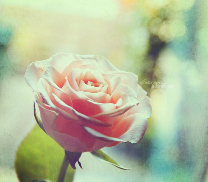 Pink Rose Flower — Serene, Photograph, Leaf, Stem, Background
