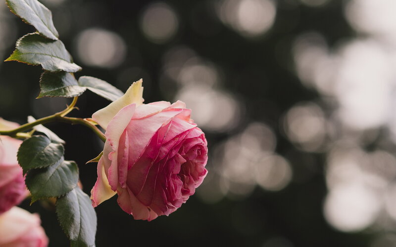 Pink Rose Flower — Serene, Photograph, Leaf, Stem, Bokeh
