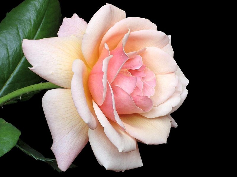 Pink Rose Flower — Serene, Photograph, Leaf