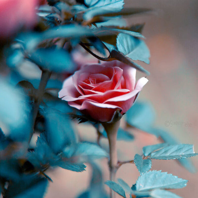 Pink Rose Flower — Serene, Photograph, Leaves, Stem