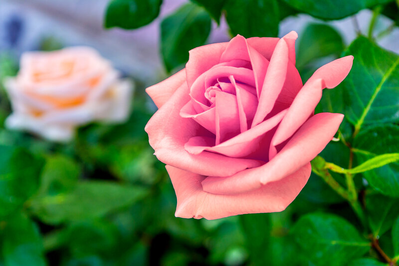 Pink Rose Flower — Serene, Photograph, Leaves