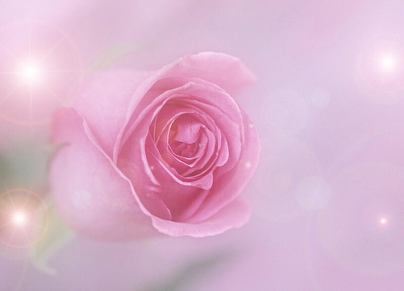 Pink Rose Flower — Serene, Photograph, Light Flares
