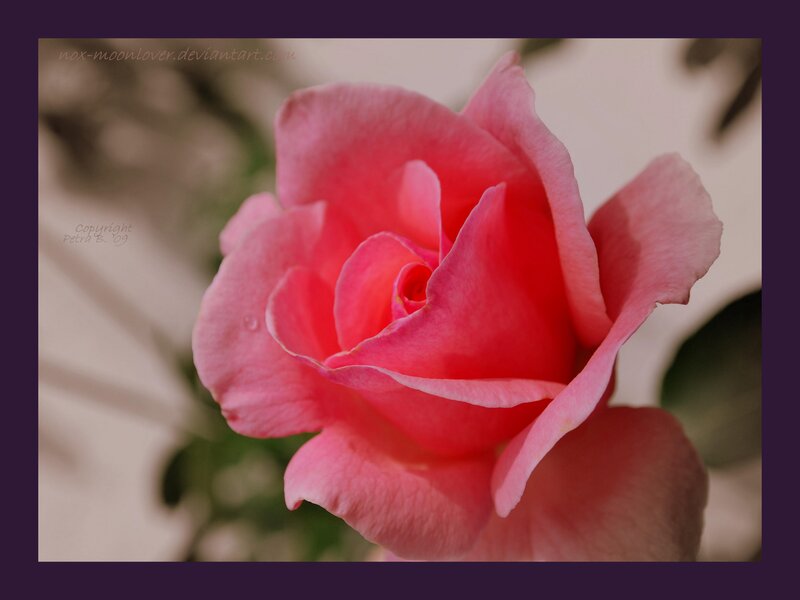 Pink Rose Flower — Serene, Photograph, Petal