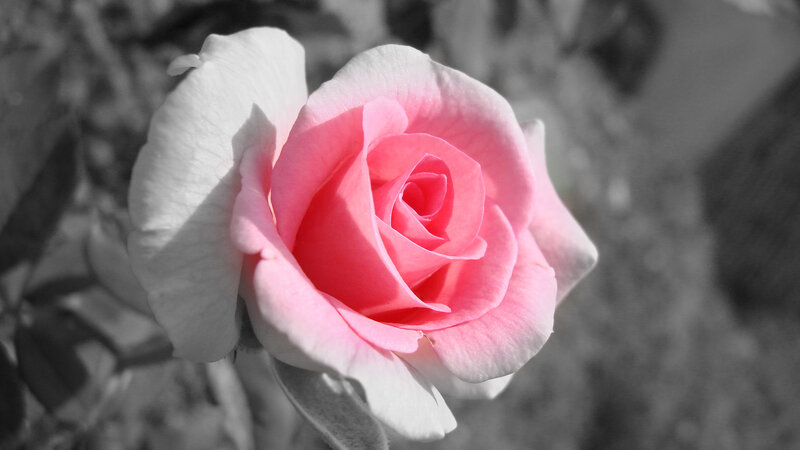 Pink Rose Flower — Serene, Photograph, Petals, Background