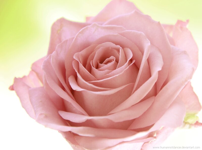 Pink Rose Flower — Serene, Photograph, Petals, Green Background