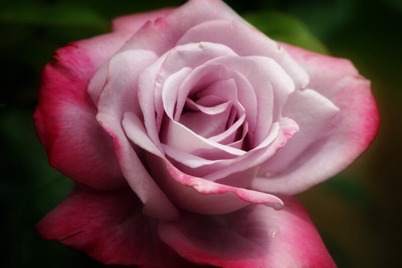 Pink Rose Flower — Serene, Photograph, Petals, Green Leaves