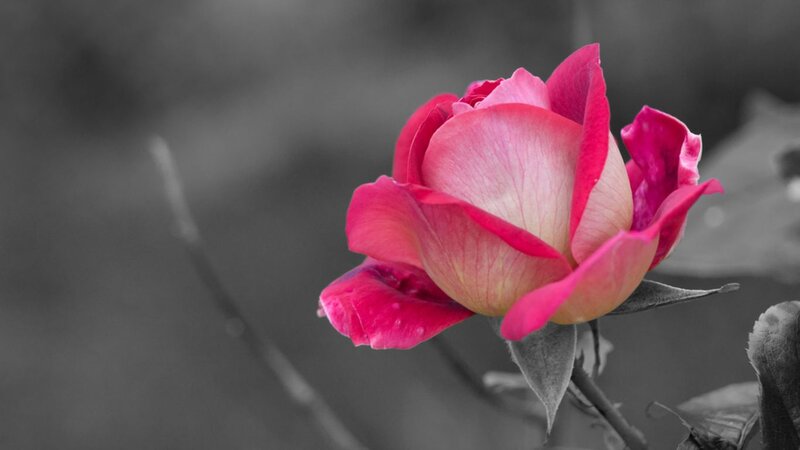 Pink Rose Flower — Serene, Photograph, Petals, Leaf, Stem