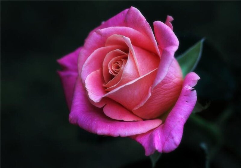 Pink Rose Flower — Serene, Photograph, Petals, Leaf