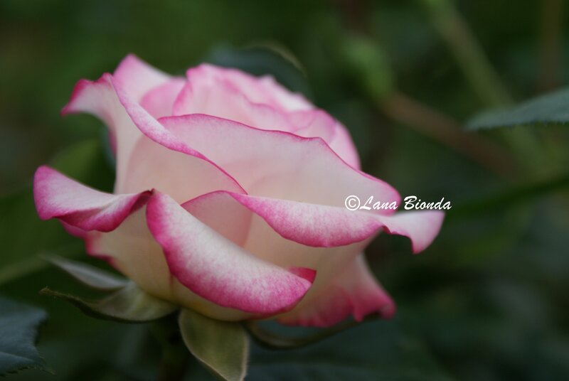 Pink Rose Flower — Serene, Photograph, Petals, Leaves