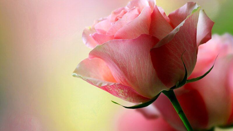 Pink Rose Flower — Serene, Photograph, Petals, Stem, Background