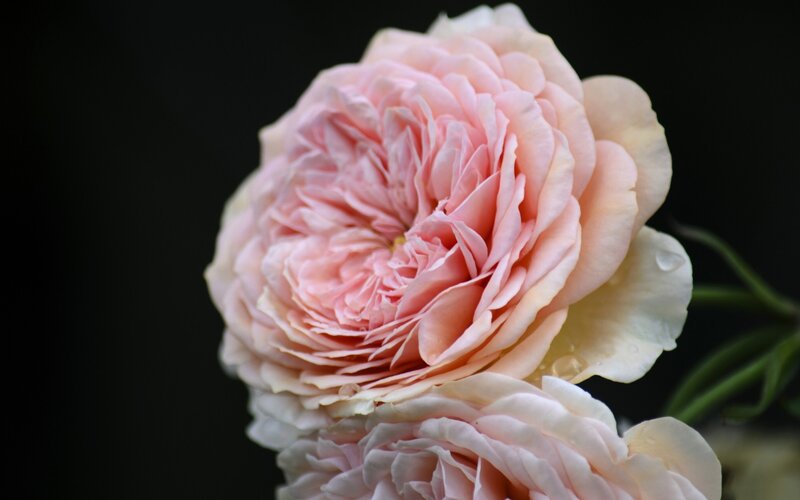 Pink Rose Flower — Serene, Photograph, Petals, Stem, Black
