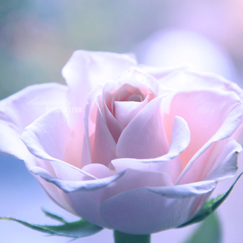 Pink Rose Flower — Serene, Photograph, Petals, Stem, Leaf