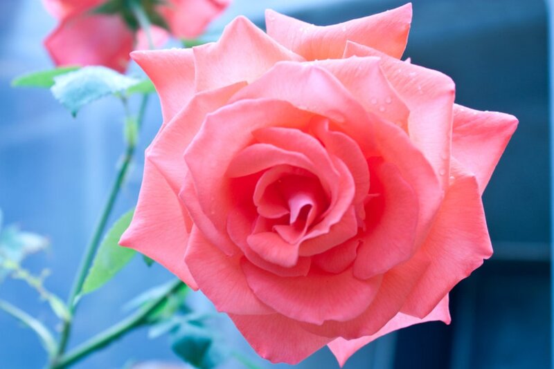 Pink Rose Flower — Serene, Photograph, Petals, Stem, Leaves