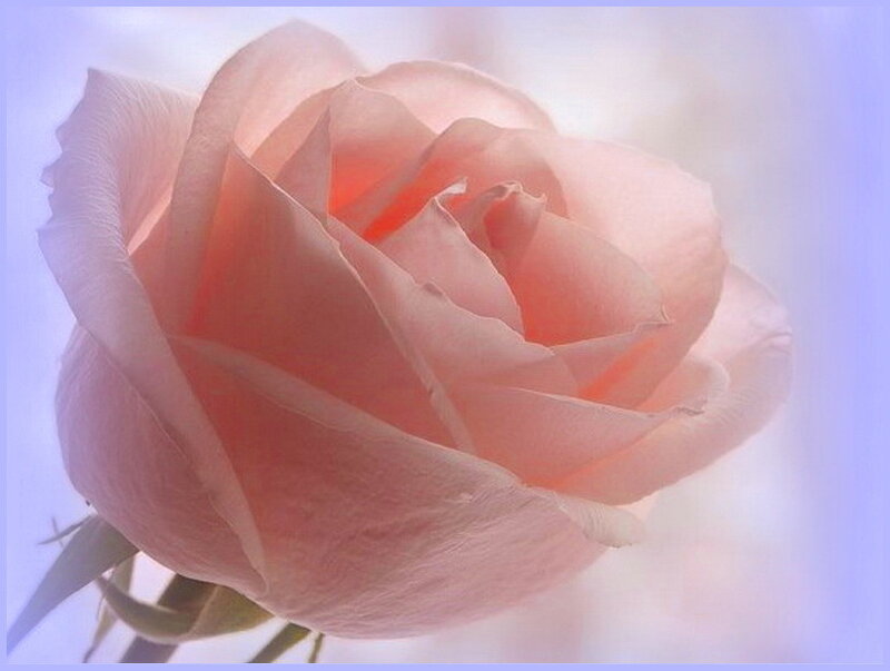 Pink Rose Flower — Serene, Photograph, Petals, Stem