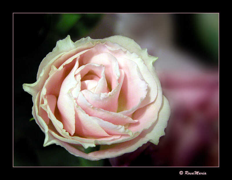 Pink Rose Flower — Serene, Photograph, Petals