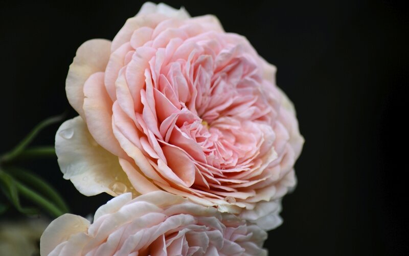 Pink Rose Flower — Serene, Photograph, Petals, Water Droplet