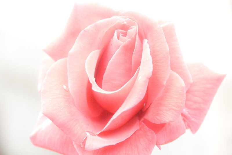 Pink Rose Flower — Serene, Photograph, Petals, Water Droplets