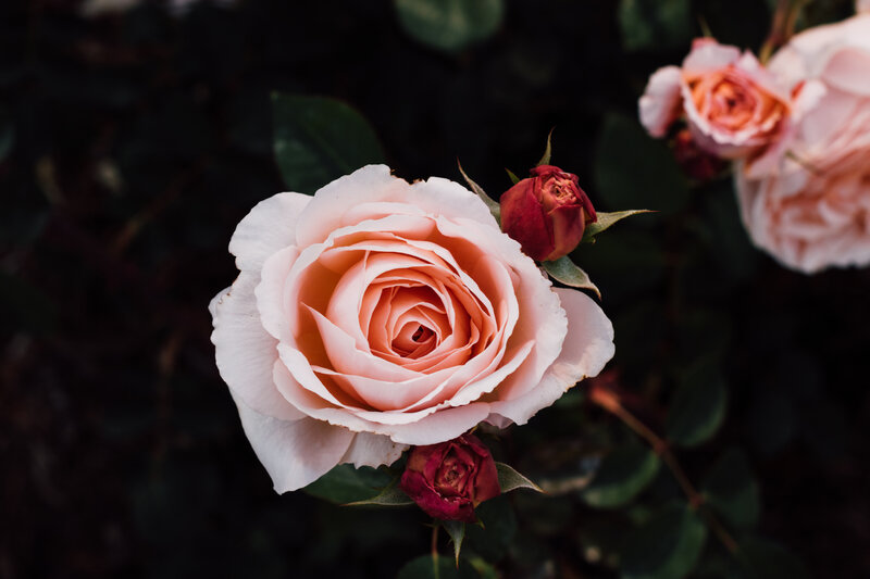 Pink Rose Flower — Serene, Photograph, Rose Bud