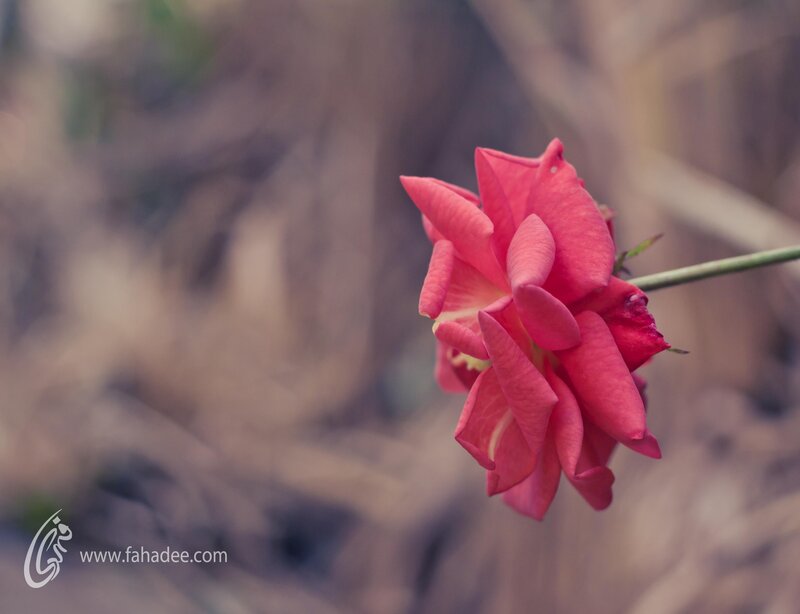 Pink Rose Flower — Serene, Photograph, Stem, Blurred Background