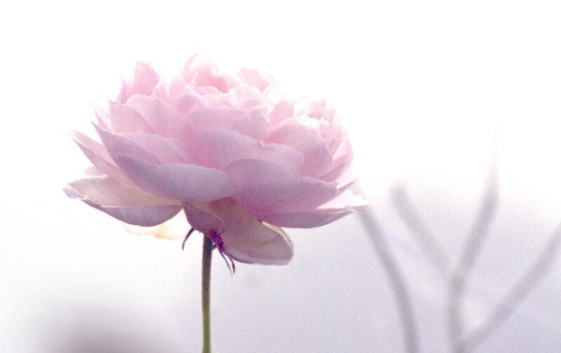 Pink Rose Flower — Serene, Photograph, Stem, Branches