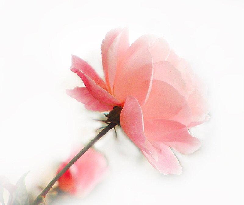 Pink Rose Flower — Serene, Photograph, Stem, Bud