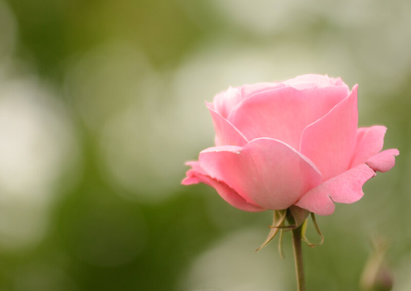 Pink Rose Flower — Serene, Photograph, Stem, Greenery