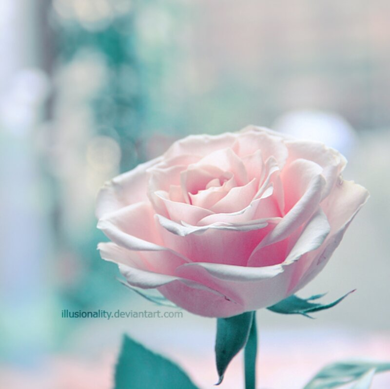 Pink Rose Flower — Serene, Photograph, Stem, Leaf, Background