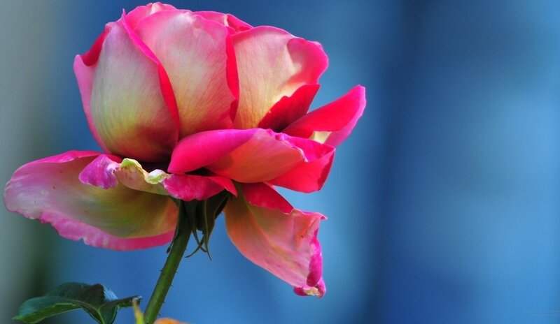 Pink Rose Flower — Serene, Photograph, Stem, Leaf, Blue Background