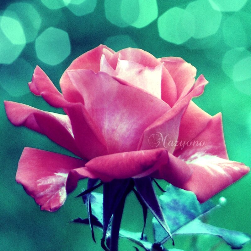 Pink Rose Flower — Serene, Photograph, Stem, Leaf, Bokeh