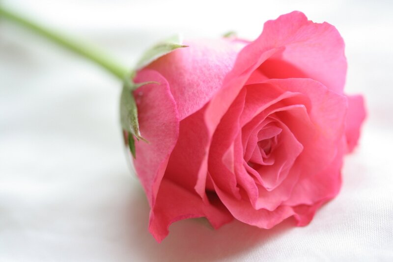 Pink Rose Flower — Serene, Photograph, Stem, Leaf, Fabric