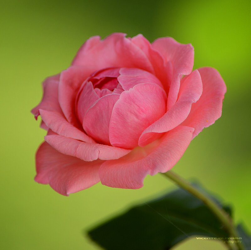 Pink Rose Flower — Serene, Photograph, Stem, Leaf, Green Background