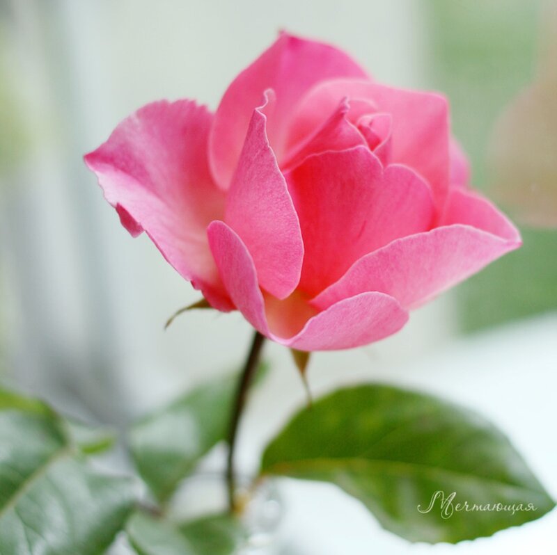 Pink Rose Flower — Serene, Photograph, Stem, Leaf, Vase