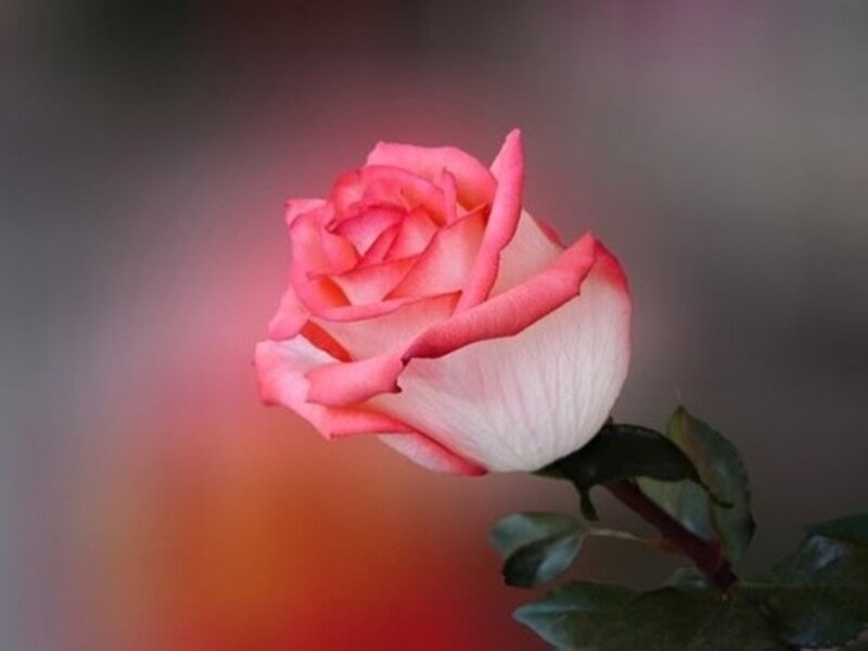 Pink Rose Flower — Serene, Photograph, Stem, Leaves