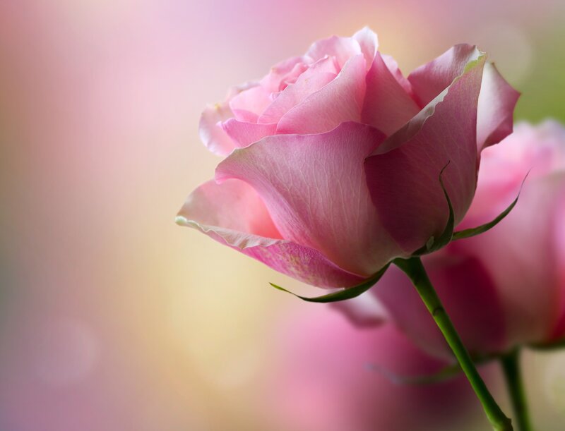 Pink Rose Flower — Serene, Photograph, Stem, Petals, Background