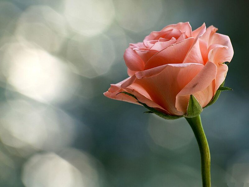 Pink Rose Flower — Serene, Photograph, Stem, Petals