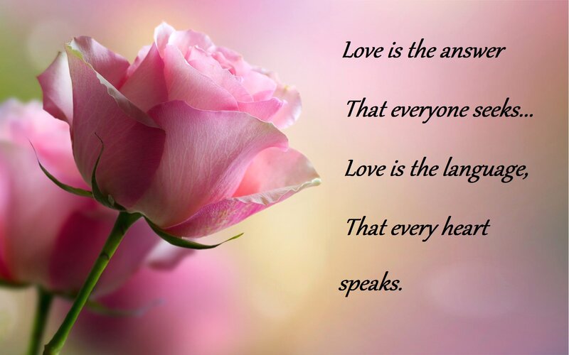 Pink Rose Flower — Serene, Photograph, Stem, Text