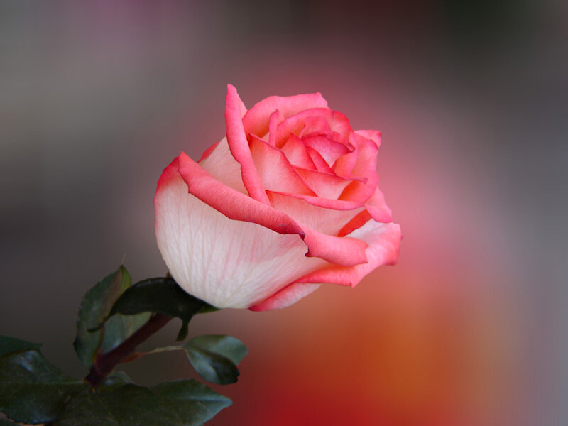 Pink Rose Flower — Serene, Photograph, Stem