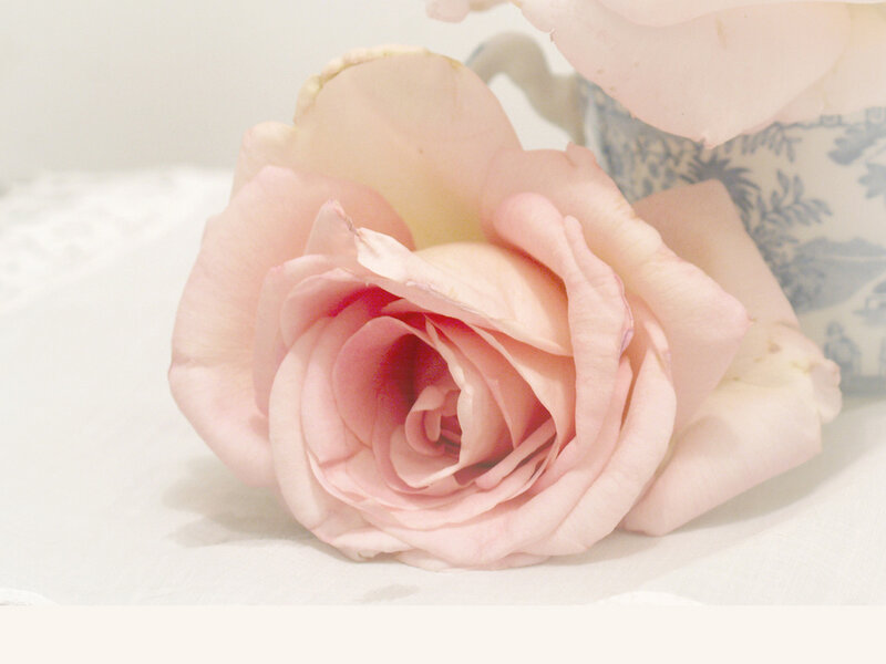 Pink Rose Flower — Serene, Photograph, Teacup