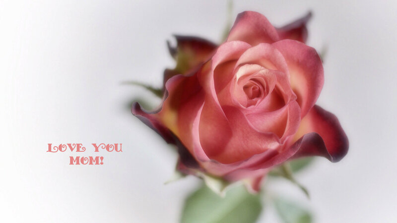 Pink Rose Flower — Serene, Photograph, Text, Stem