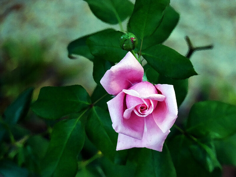 Pink Rose Flower — Serene, Photograph